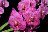 20182106 - Vanda Tharab Beauty 'Addison Fiene' AM/AOS (81 points) 4-14-2018 (Anthony Nuccio)