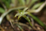 20182107 - Angraecum caulescens 'Sunprarie' CBR/AOS 4-14-2018 (Bil Nelson) flower