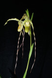 20182120 - Phragmipedium Mont Fallu 'Itsa Miracle' AM/AOS (81 points) 7-14-2018 (Sherry Maloney)