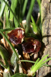 20182121 - Maxillaria nardoides 'Orkkidoc' CBR/AOS 7-14-2018 (Larry Sexton) flower