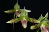 20182122 - Paphiopedilum sukhakulii 'Brier Hill' CCM/AOS (87 points) 7-14-2018 (Arnold Klehm) flower