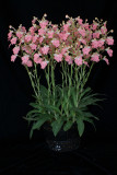 20182123 - Habenaria Regnieri 'Gabby' CCE/AOS (90 points) 8-11-2018 (Joel Edwards)