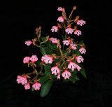 20182125 - Habenaria rhodocheila subsp. rhodocheila 'Hab Haven' AM/AOS (81 points) 8-11-2018 (Joel Edwards)