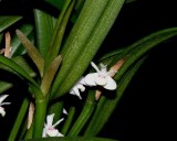 20182128 - Cadetia taylori 'Lindinha's Paw' CCM/AOS (85 points) 9-9-2018 (Patricia Korno and Steve Gonzalez) flower