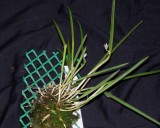 20182129 - Octomeria praestans 'Orkiddoc' CBR/AOS 9-9-2018 (Larry Sexton) plant