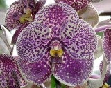 20182130 - Vanda Fuch's Fortune 'Cheryl's Joy' HCC/AOS (76 points) 9-9-2018 (Cheryl Erins) flower
