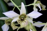 20182145 Dendrobium Green Mist 'Josephine' AM/AOS (82 points) 10-28-2018 (Nancy Thomas) flower