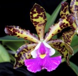 20182148 Cattleya Peckhaviensis 'Joan's Surprise' AM/AOS (81 points) 10-26-2018 (Joan Goodman) flower