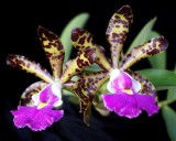 20182148 Cattleya Peckhaviensis Joans  Surprise AM/AOS (81 pointa) 10-26-2018 (Joan Goodman) inflorescence