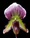 20182149 Paphiopedilum Fair Island 'Don's Surprise' HCC/AOS (76 points) 10-26-2018 (Phyllis White) flower