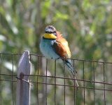 Bee-eater (Merops apiaster)