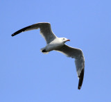 Audouins Gull (Ichthyaetus audouinii)