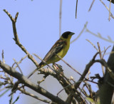 Black-headed Bunting (Emberiza melanocephala)