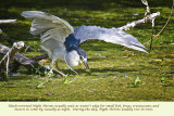 Black-crowned Night Heron