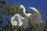 The Shadow of Her Smile, Great Egret
