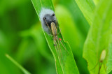 DSC_1445F gewone strekspin (Tetragnatha extensa).jpg
