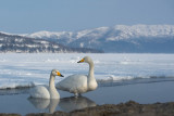 D40_0522F wilde zwaan (Cygnus cygnus, Whooper swan).jpg