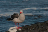 300_9813F dolfijnmeeuw (Leucophaeus scoresbii, Dolphin Gull).jpg