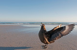300_9992F subantarctische grote jager (Catharacta antarctica, Falkland Skua).jpg