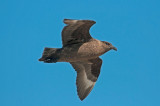 300_8309F subantarctische grote jager (Catharacta antarctica, Falkland Skua).jp