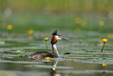 700_2164F fuut (Podiceps cristatus, Great Crested Grebe).jpg