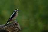 D4S_0163F grote bonte specht (Dendrocopos major, Great Spotted Woodpecker).jpg