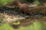 D4S_0469F rode eekhoorn (Sciurus vulgaris, Red squirrel).jpg