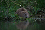 D4S_6949F bever (Castor fiber, Beaver).jpg