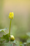 D4S_3955F gewoon speenkruid (Ficaria verna, Lesser celandine).jpg