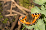 D4S_3923F kleine vos (Aglais urticae, Small Tortoiseshell).jpg