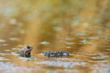D4S_4174F heikikker (Rana arvalis, Moorfrog).jpg