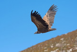 500_1245F vale gier (Gyps fulvus, Griffon Vulture).jpg