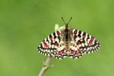 500_0547F Spaanse pijpbloemvlinder (Zerynthia rumina, Spanish festoon).jpg