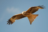 500_0681F rode wouw (Milvus milvus, Red kite).jpg