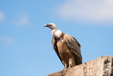 500_0719F vale gier (Gyps fulvus, Griffon Vulture).jpg