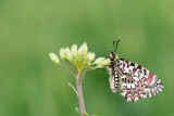 500_0434F Spaanse pijpbloemvlinder (Zerynthia rumina, Spanish festoon).jpg