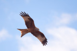 500_1060F rode wouw (Milvus milvus, Red kite).jpg