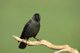 D4S_6912F kauw (Corvus monedula, Western Jackdaw).jpg