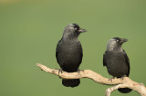 D4S_6932F kauw (Corvus monedula, Western Jackdaw).jpg