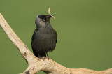 D4S_7054F kauw (Corvus monedula, Western Jackdaw).jpg