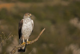 500_1475F havikarend mn. (Aquila fasciata, Bonelli’s Eagle).jpg