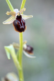 500_1699F Ophrys passionis.jpg