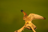 D4S_7493F kleine torenvalk (Falco naumanni, Lesser Kestrel).jpg