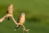 D4S_7207F kleine torenvalk (Falco naumanni, Lesser Kestrel).jpg