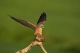 D4S_7186F kleine torenvalk (Falco naumanni, Lesser Kestrel).jpg