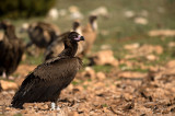 D4S_6001F monniksgier (Aegypius monachus, Cinereous Vulture).jpg