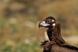 D4S_5884F monniksgier (Aegypius monachus, Cinereous Vulture).jpg