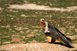 D4S_6330F lammergier (Gypaetus barbatus, Bearded Vulture).jpg