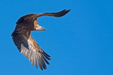 500_1215F vale gier (Gyps fulvus, Griffon Vulture).jpg