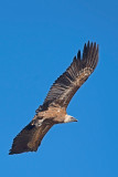 500_1216F vale gier (Gyps fulvus, Griffon Vulture).jpg